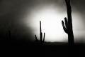 <br>Subject title: Saguaros<br/>Status: Available<br>