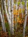 <br>Subject title: White Birch Tree<br/>Status: Available<br>